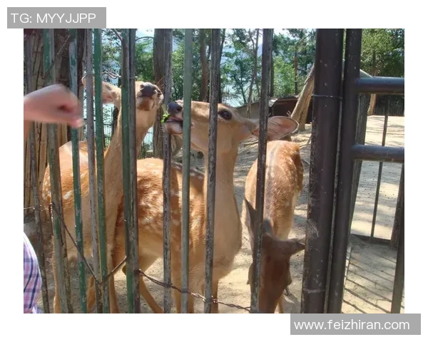 安养人参与昌原LG猎隼的精彩对决分析与展望 安养人参与昌原LG猎隼的精彩对决分析与展望